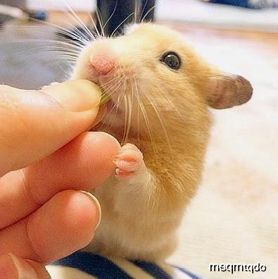 仓鼠只会吃瓜,揭秘仓鼠的独特饮食习惯