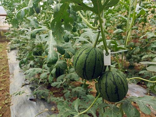 小娱在吃瓜,揭秘娱乐圈那些不为人知的幕后故事