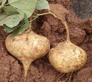 吃土瓜人,一段别样的人生旅程